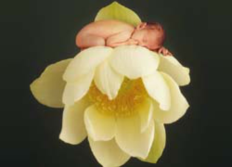 Thơ: Ước nguyện của "bông hoa khuyết"