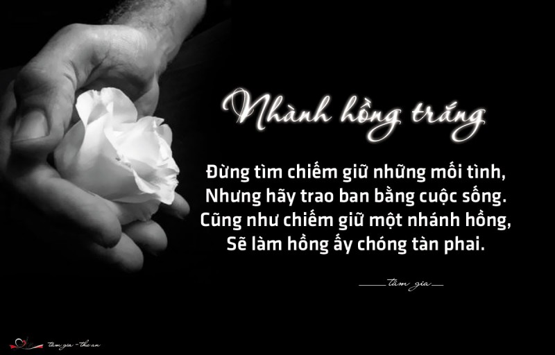 Nhành Hồng Trắng…