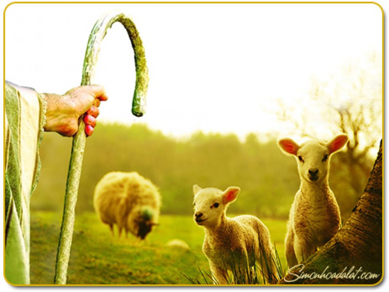 Tình người mục tử - Audio