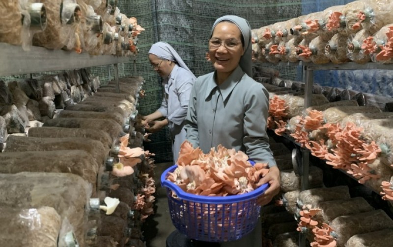 Vườn nấm hữu cơ của các nữ tu Áo trắng