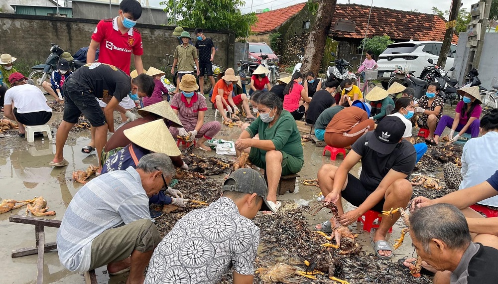 Trang trại gà Nghệ An chết 4000 con vì lũ lụt, cả xóm chung tay khắc phục – Ảnh infonet.vietnamnet.vn