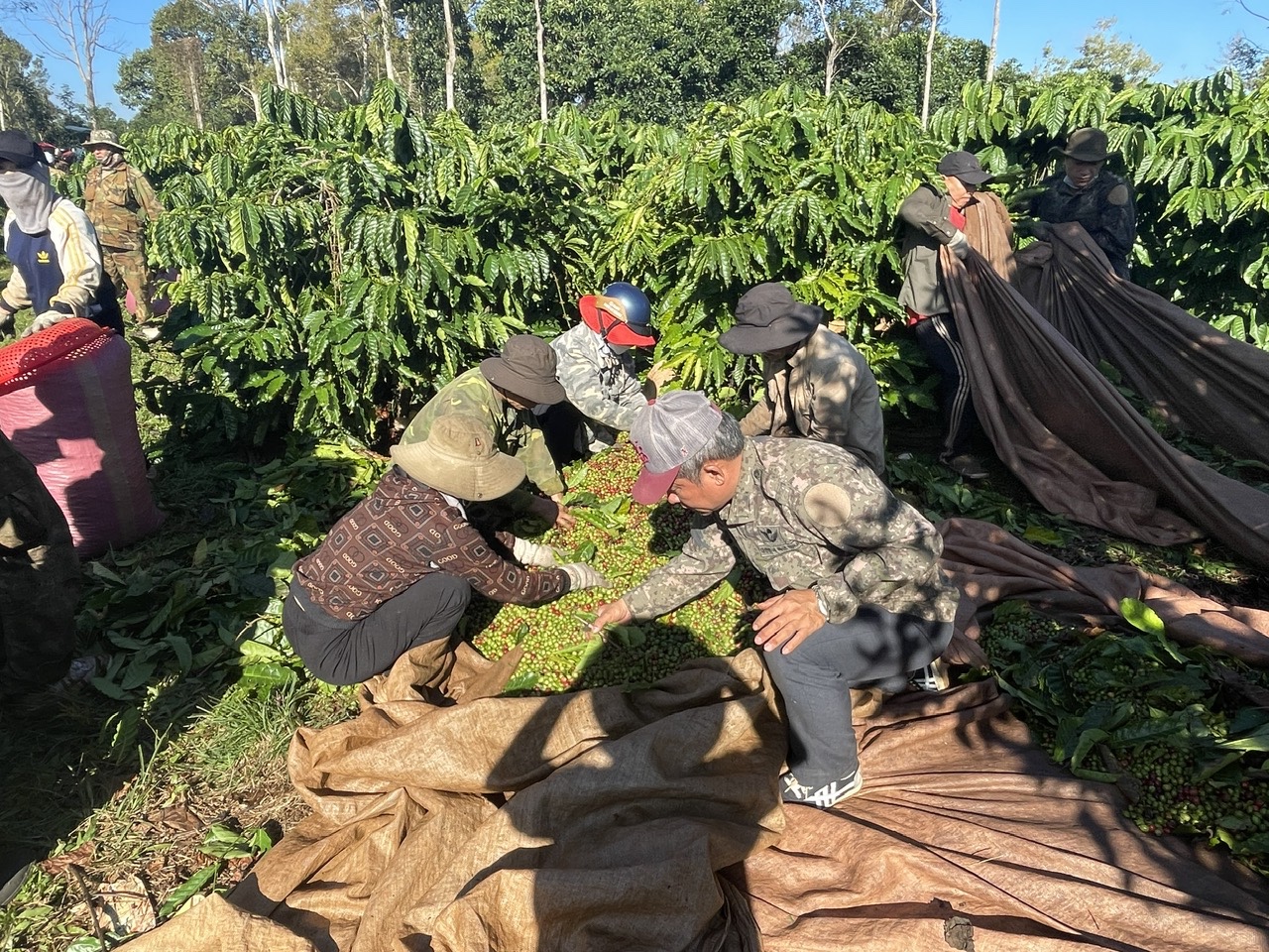 Gx. Vinh Hương: Thu hái cà phê niên vụ 2025