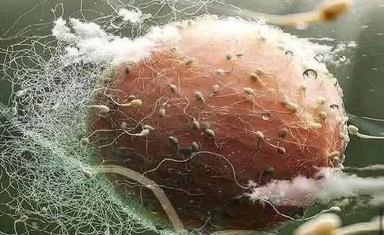 Phôi thai là một nhân vị có sự sống