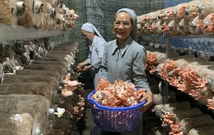 Vườn nấm hữu cơ của các nữ tu Áo trắng
