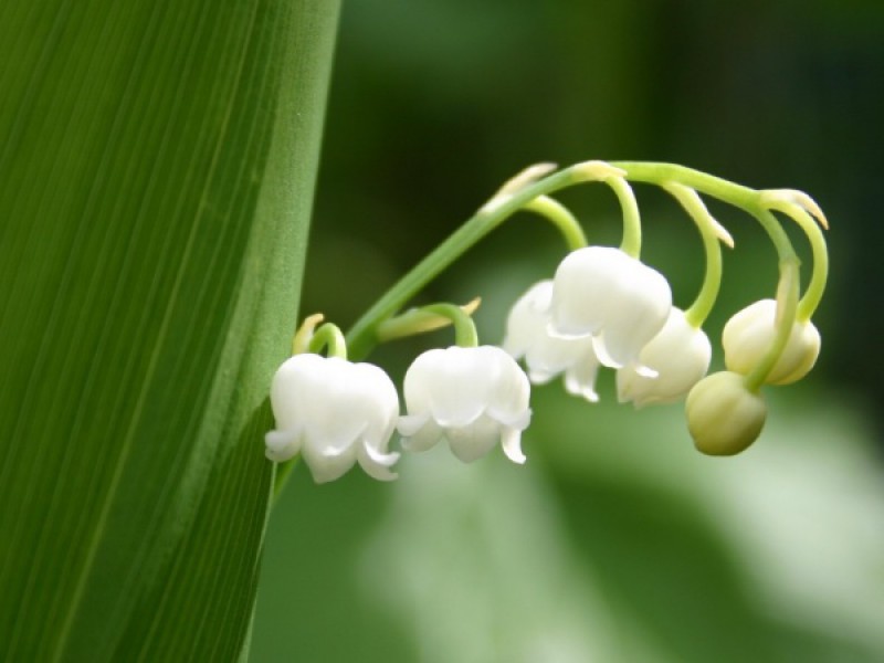 Nghệ thuật của sống đẹp