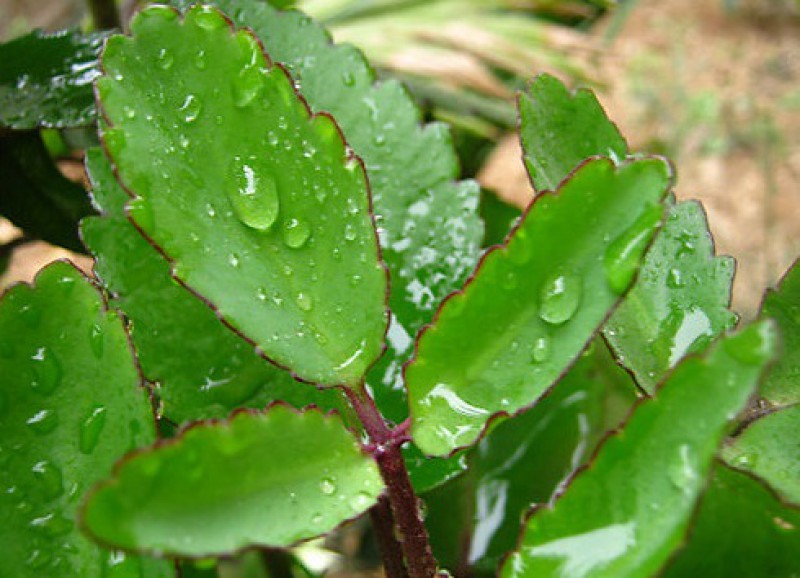 Nghệ thuật sống
