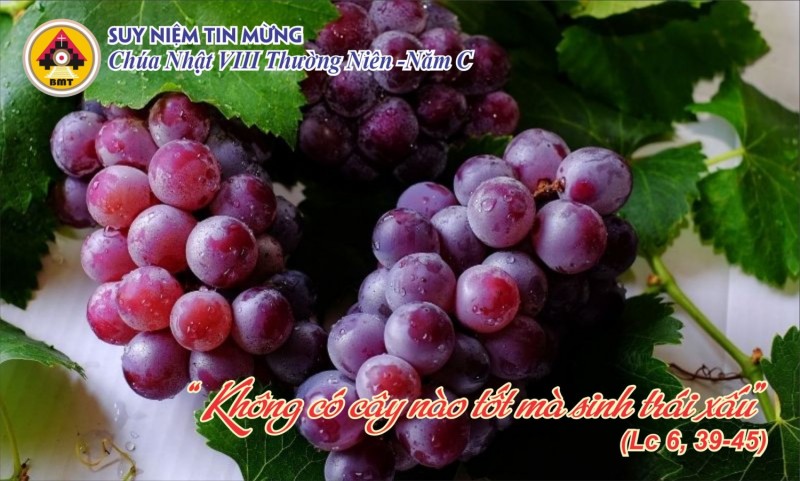 Suy niệm Tin Mừng CN VIII Thường niên - Năm C