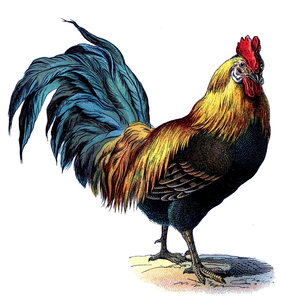 Mách bạn hơn 104 hình ảnh con gà trống đẹp hay nhất  Tin Học Vui