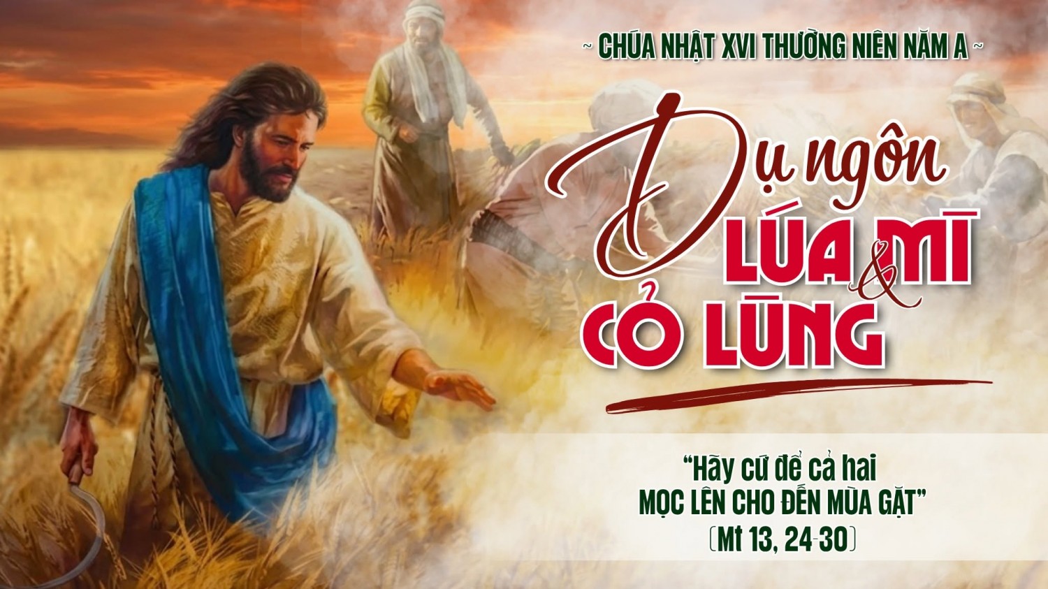 Đừng nhổ cỏ lùng (19.7.2026 - Chúa nhật 16 Thường niên năm A)